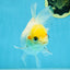 White Oranda Female 5.5 inches #111425OR_14