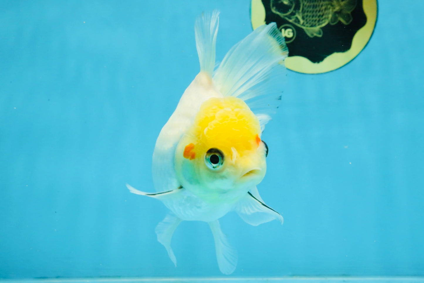 White Oranda Female 5.5 inches #111425OR_14