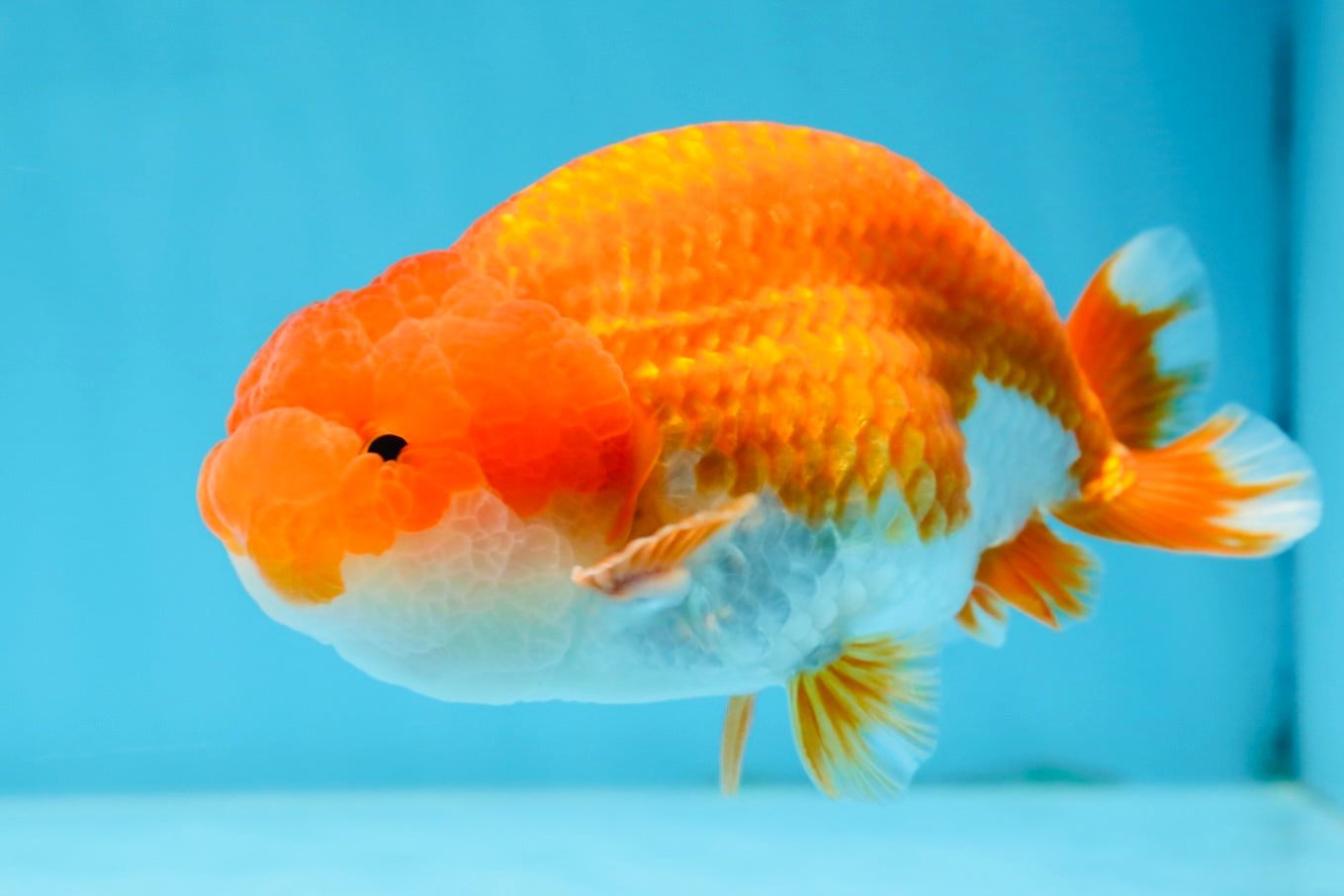 Red White Lionchu Male 4.5-5 inches #070425LC_11