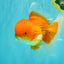 A Grade Red White Oranda Male 6.5 inches #082826OR_16