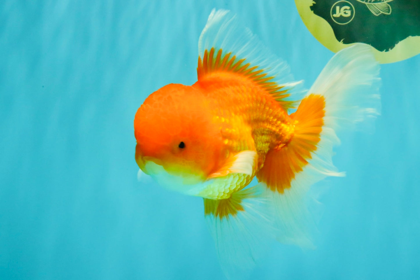 A Grade Red White Oranda Male 6.5 inches #082826OR_16