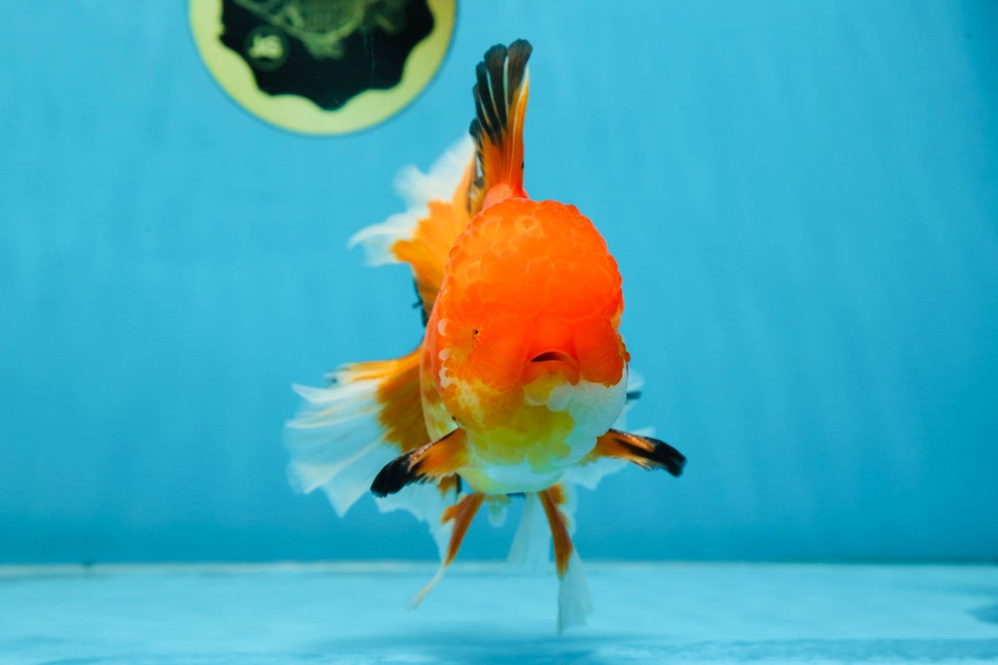 AAA Grade CHONKY Red White Oranda Male 5-5.5 inches #062025OR_16