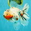 A Grade Sakura Oranda Male 6.5 inches #071726OR_32