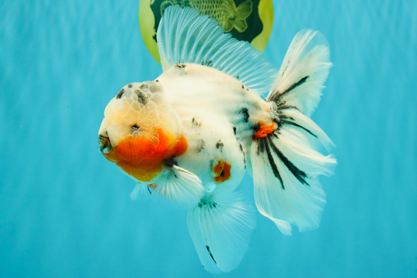 A Grade Sakura Oranda Male 6.5 inches #071726OR_32