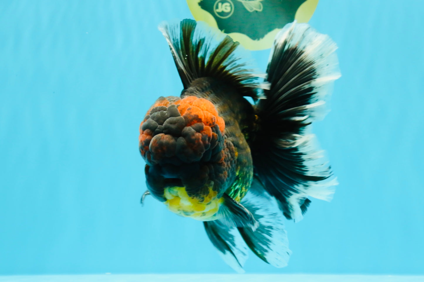 AAA Grade Godzilla Tiger Oranda Male 6.5 inches #022726OR_11