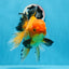 AAA Grade Black Gold (Apache) Oranda Male 7 inches #0712OR_16