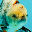 A Grade Marble Oranda Male 6.5-7 inches #072426OR_09