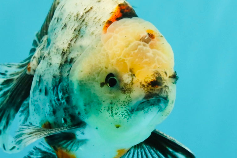 A Grade Marble Oranda Male 6.5-7 inches #072426OR_09
