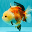 A Grade Tricolor Yuanbao Female 5-5.5 inches #061926YB_31