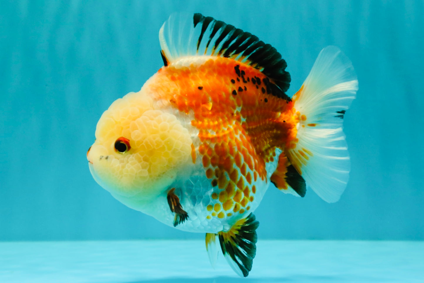 A Grade Tricolor Yuanbao Female 5-5.5 inches #061926YB_31