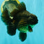 GODZILLA AAA Grade Black Oranda Male 6.5-7 inches #073126OR_01