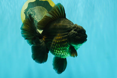 GODZILLA AAA Grade Black Oranda Male 6.5-7 inches #073126OR_01