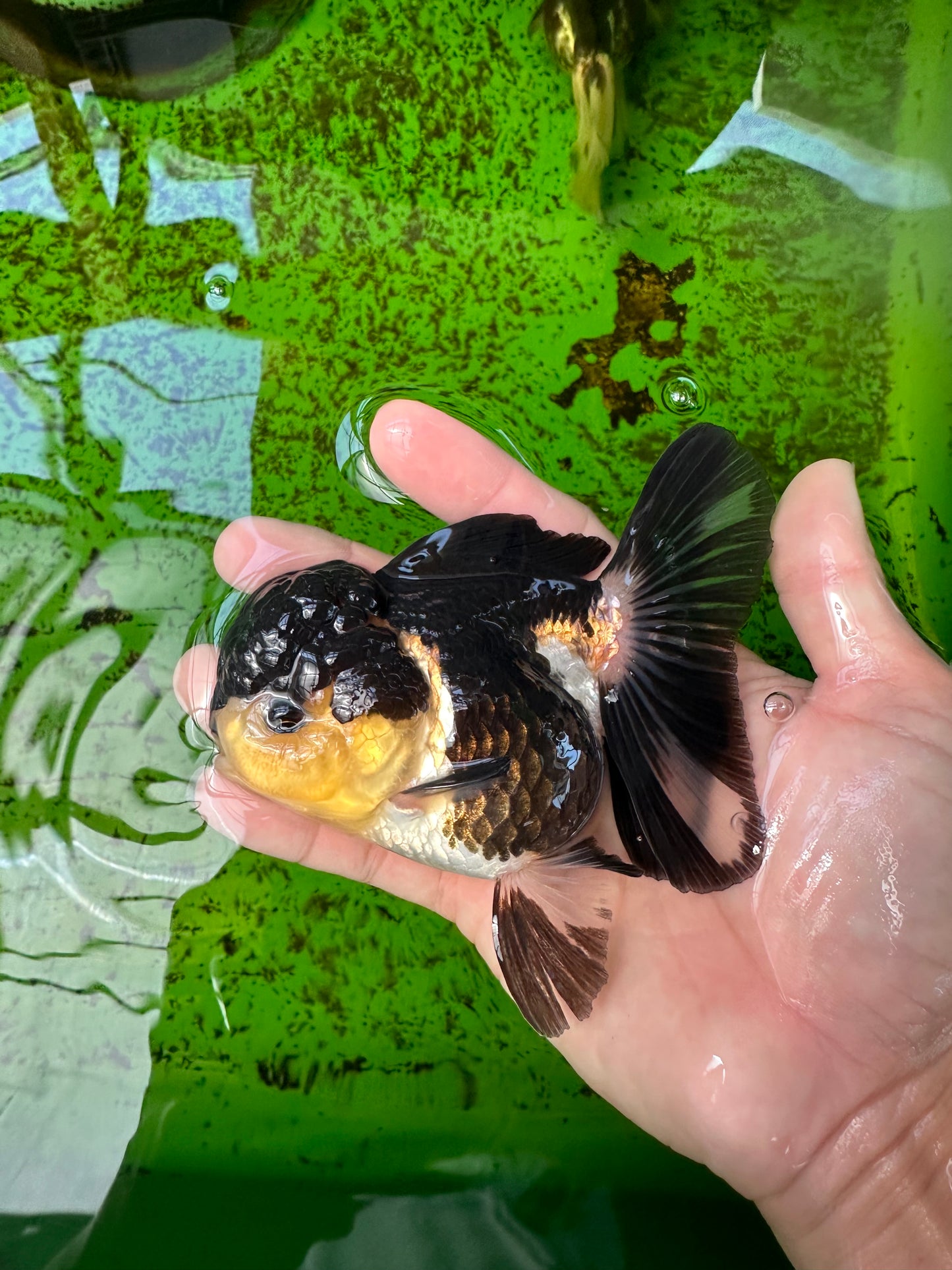 AAA Grade Tricolor Oranda Female 4.5 inches #0920OR_28