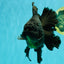 AAA Grade Super Godzilla Black Oranda Male 6.5-7 inches #061926OR_01