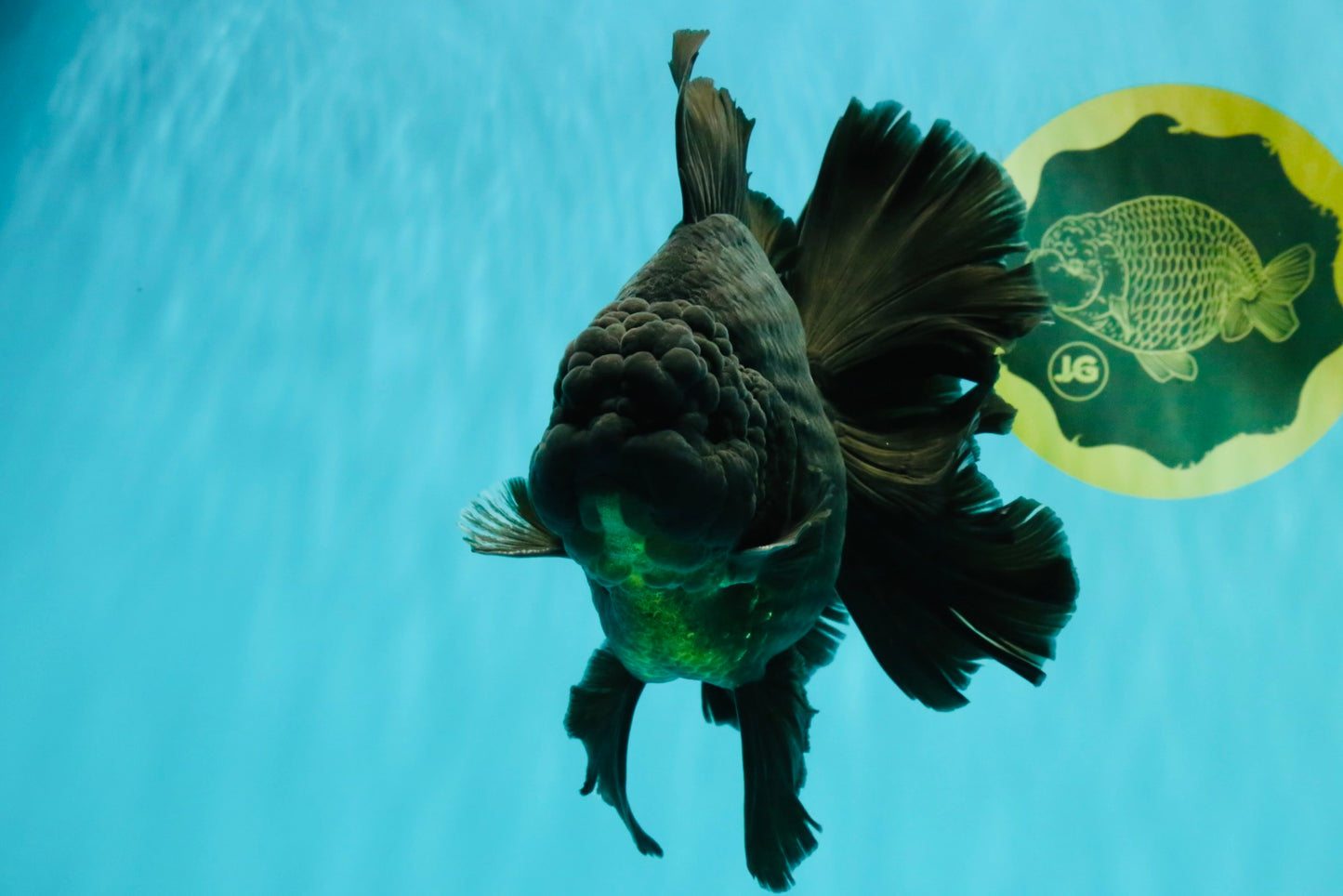 AAA Grade Super Godzilla Black Oranda Male 6.5-7 inches #061926OR_01