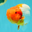BIG WEN A Grade Red Head Red White Buffalo Ranchu Female 6 inches #101626RC_23