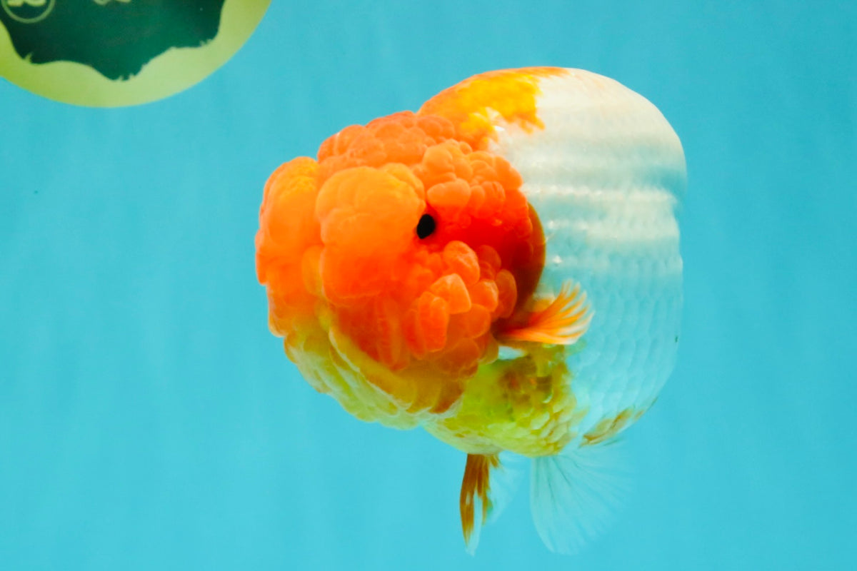 BIG WEN A Grade Red Head Red White Buffalo Ranchu Female 6 inches #101626RC_23