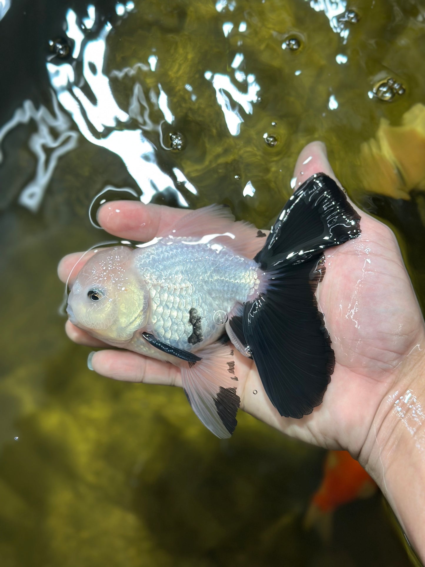 AAA Grade RARE Fluffy Fins Butterfly Tail Panda Male 5 inches #010325OR_01