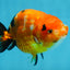 Sakura Chinese Ranchu Female 4.5-5 inches #120525RC_07