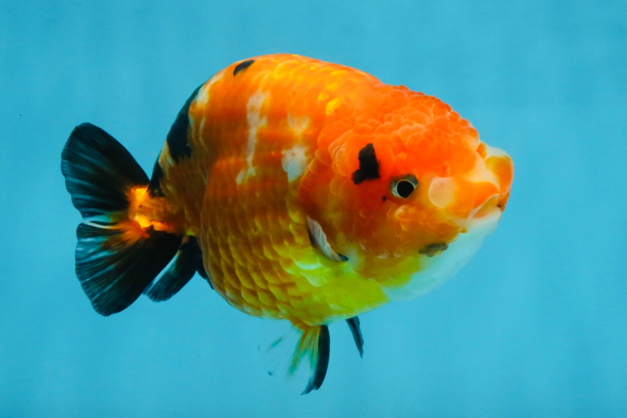 Sakura Chinese Ranchu Female 4.5-5 inches #120525RC_07