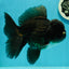 AAA Grade Black Phantom Oranda Male 6.5 inches #110124OR_01