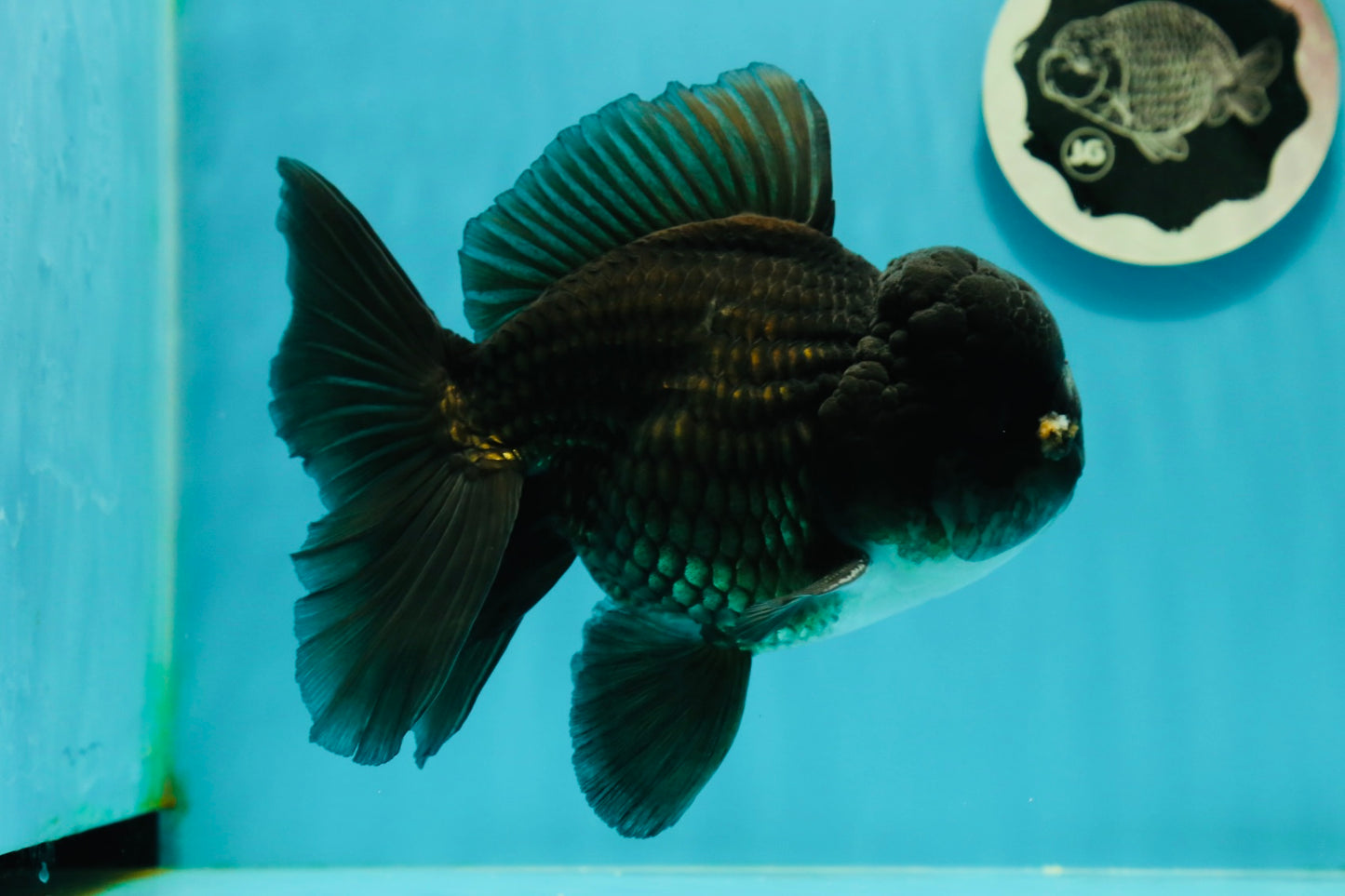 AAA Grade Black Phantom Oranda Male 6.5 inches #110124OR_01