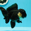 Panda Oranda hembra de cola negra completa, grado A, ÚNICO, 5-5,5 pulgadas, n.° 0531OR_13