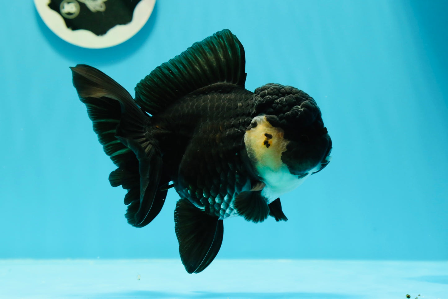 🐼 A Grade UNIQUE Panda Full Black Tail Oranda Female 5-5.5 inches #0531OR_13