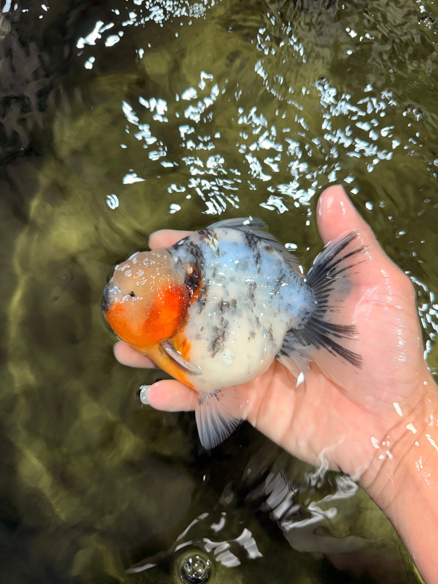 AAA Grade Marble Yuanbao Male 5 inches #062626YB_19