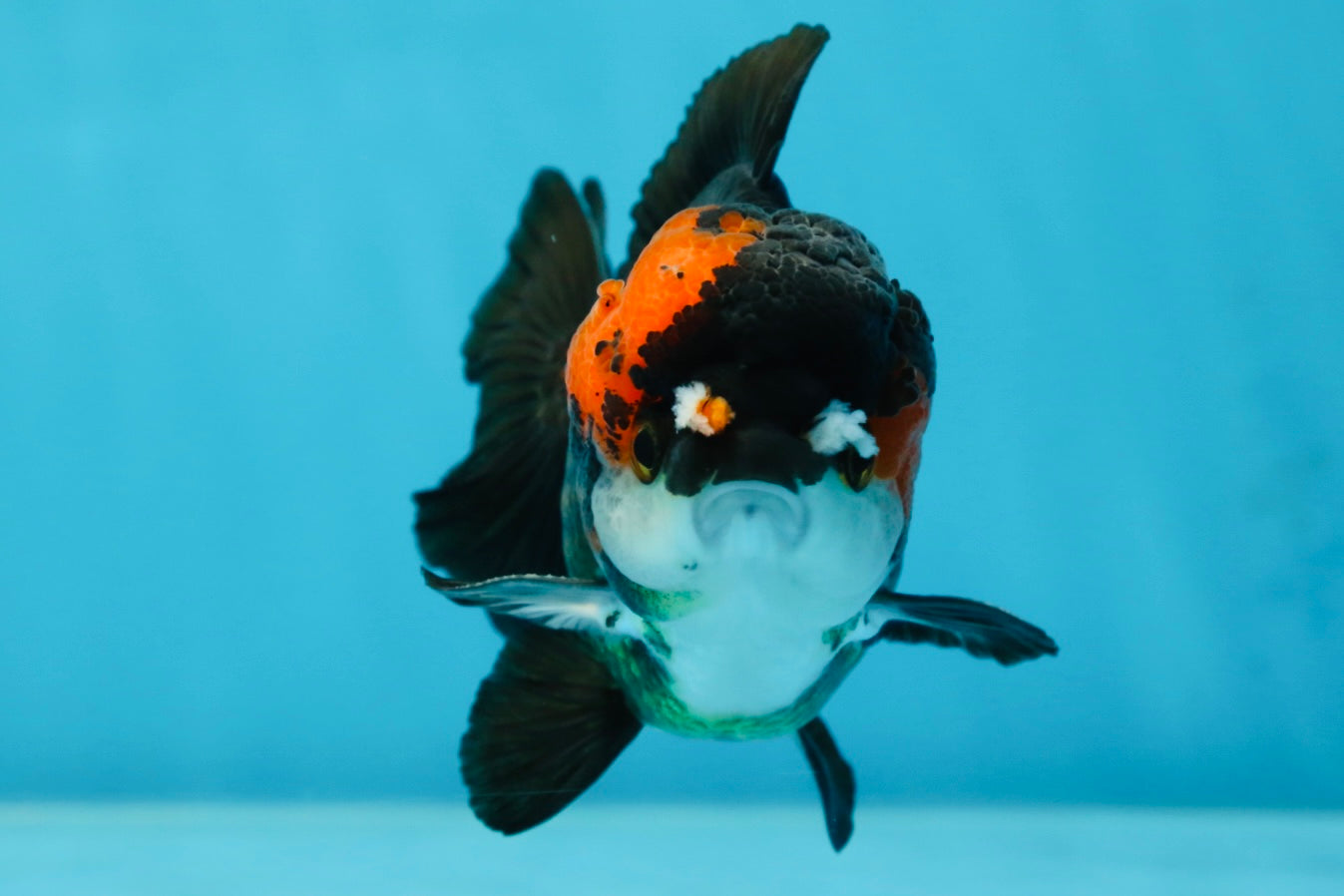 Pompom Tricolor Yuanbao Male 4 inches #060625YB_09