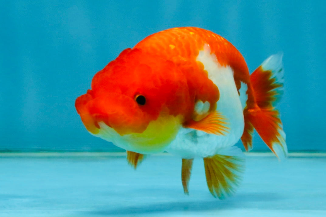 Red White Lionchu Female 4 inches #121225LC_10