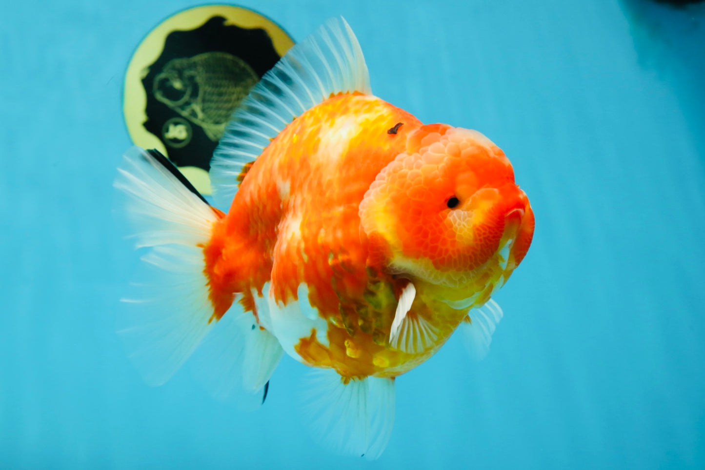 AAA Grade Godzilla Sakura Yuanbao Female 6 inches #050925YB_23