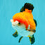 CHUBBY A Grade Apache Yuanbao Male 4.5 inches #051526YB_10