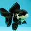 FLUFFY Panda Oranda Male 5 inches #032026OR_11