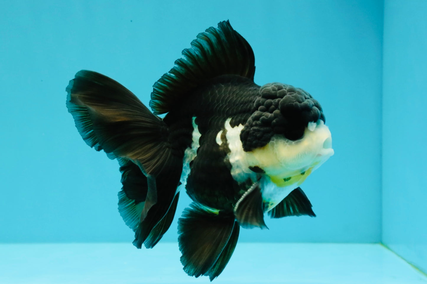 FLUFFY Panda Oranda Male 5 inches #032026OR_11