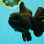 KING KONG AAA Grade Black Oranda Female 6.5-7 inches #100226OR_31