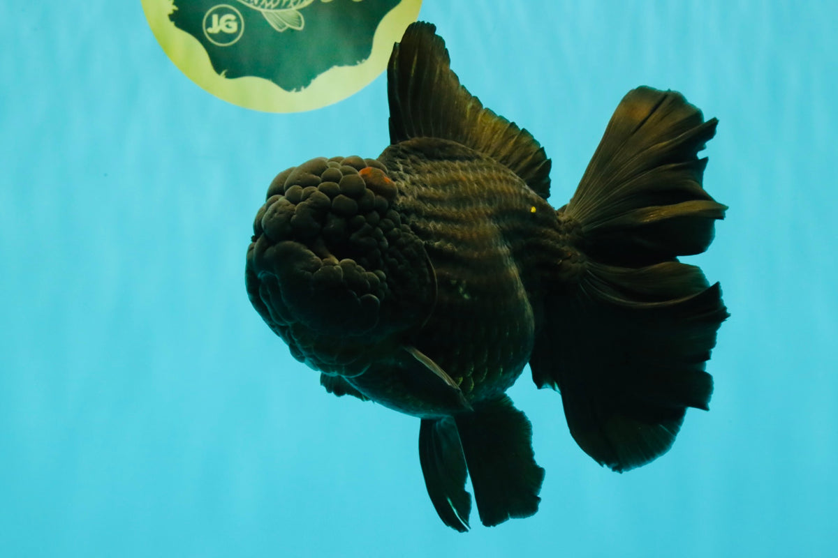 KING KONG AAA Grade Black Oranda Female 6.5-7 inches #100226OR_31