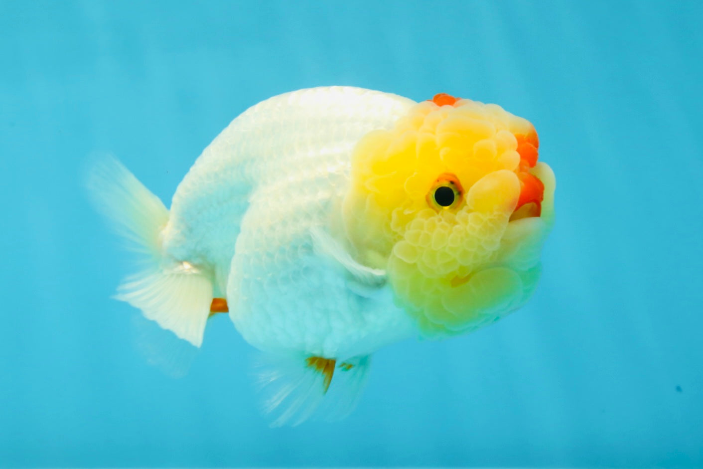 UNIQUE A Grade Red White LionQueen 4.5 inches #050225LC_18