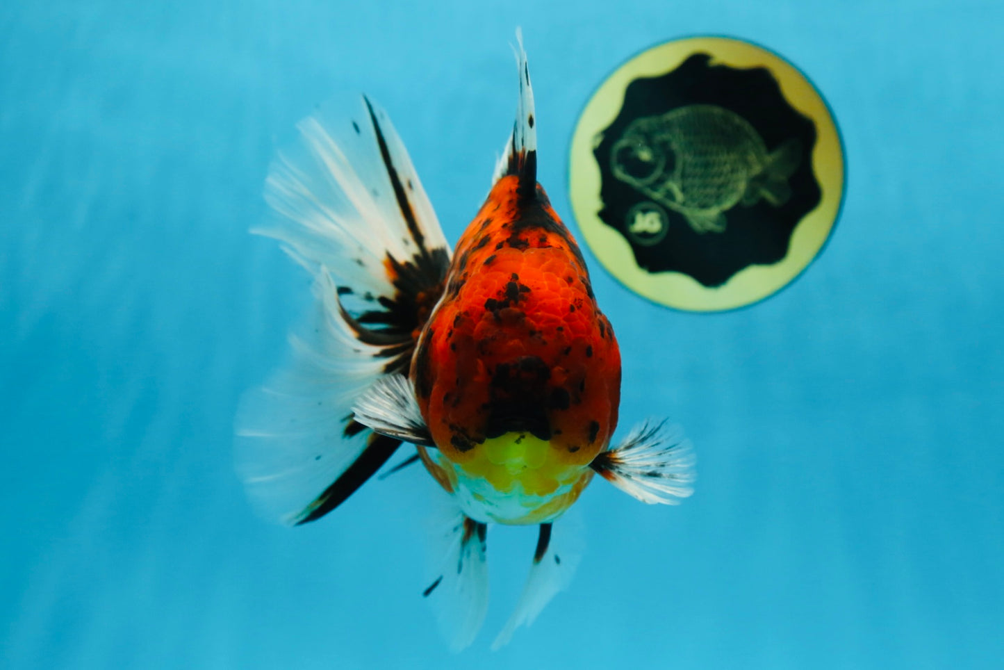 AAA Grade Young Godzilla Tiger Oranda Male 6 inches #080125OR_11