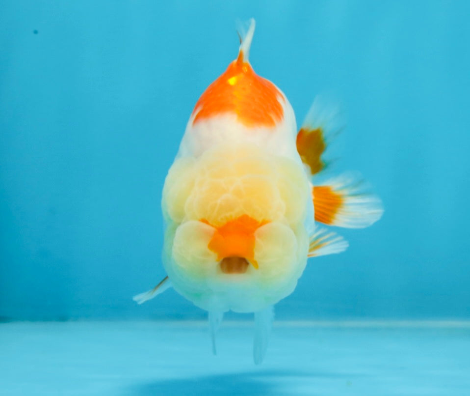 AAA Grade Red White Shark LionQueen 4 inches #101725LC_01