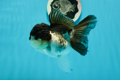 A Grade Panda Oranda Female 5 inches #1004OR_35