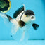 A Grade UNIQUE Panda Oranda Female 6-6.5 inches #091925OR_01