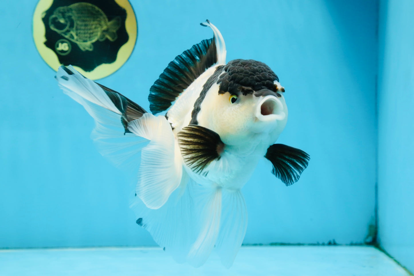 A Grade UNIQUE Panda Oranda Female 6-6.5 inches #091925OR_01
