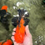 CHONKY A Grade Apache Oranda Male 5.5-6 inches #040326OR_09