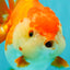 AAA Grade Red White Yuanbao Female 5 inches #062626YB_12