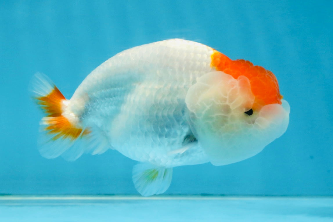 TANCHO Red White LionChu Female 4-4.5 inches #120525LC_15