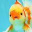 A Grade Kohaku Red White Oranda Male 6 inches #081426OR_09