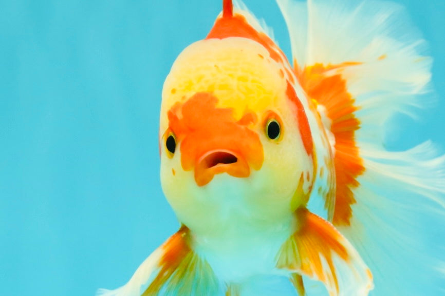 A Grade Kohaku Red White Oranda Male 6 inches #081426OR_09
