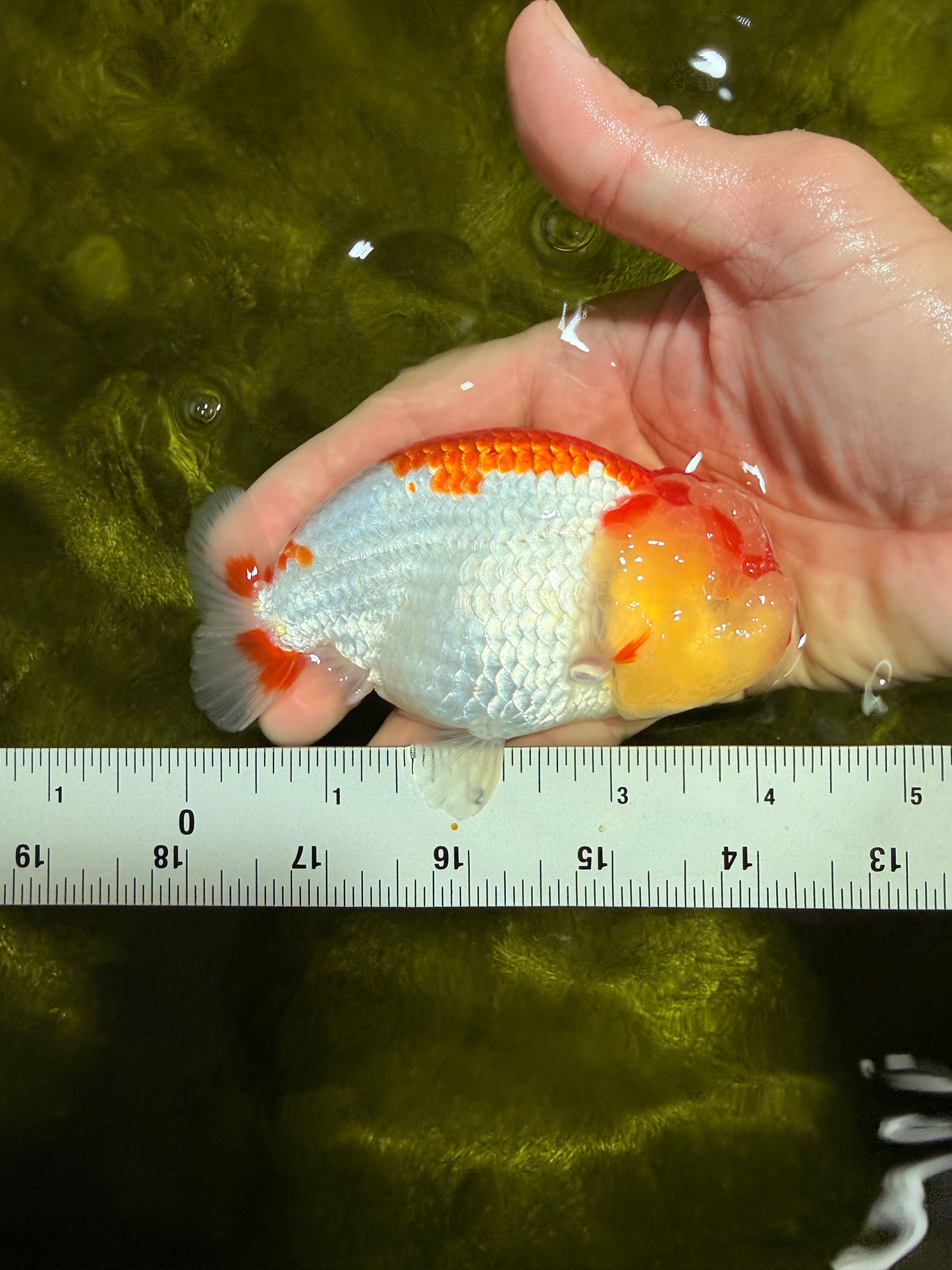 A Grade Kohaku Red White LionKing 4-4.5 inches #022026LC_17