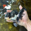 ELVIS PRESLEY A Grade Panda Oranda Male  5.5 inches #082225OR_18